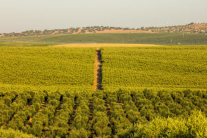 Casa Agrícola Herdade Maria da Guarda