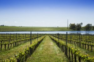 Vinhos Alentejo