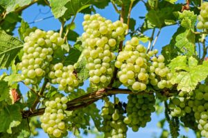 vinho verde