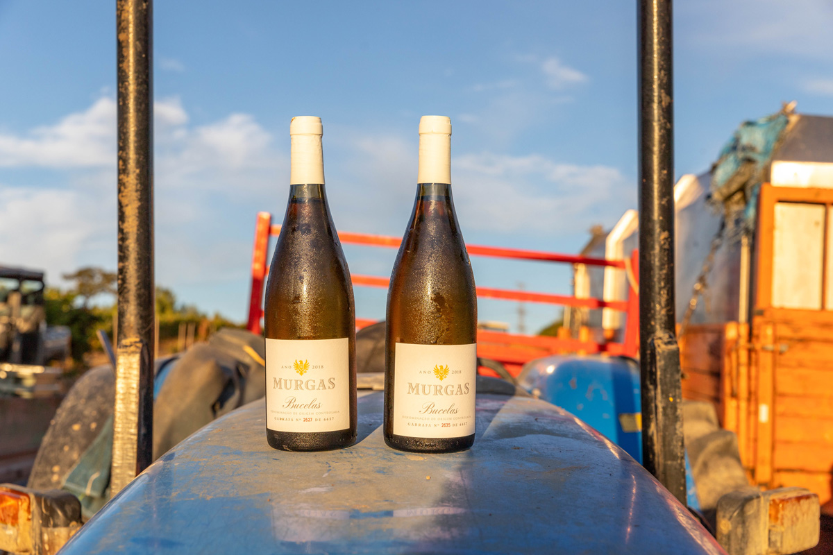 Branco Doc Bucelas 2018 e tinho Vinha do Arneiro 2019 são as novidades da Murgas Wines