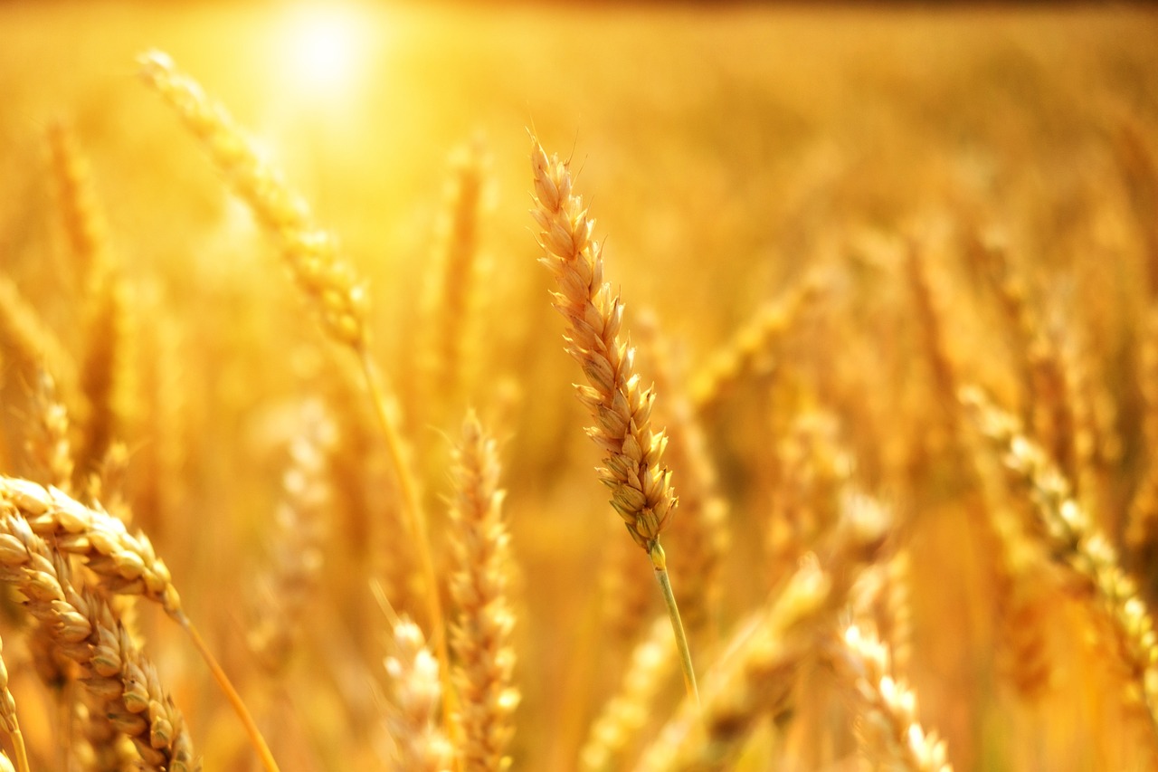 Agricultura