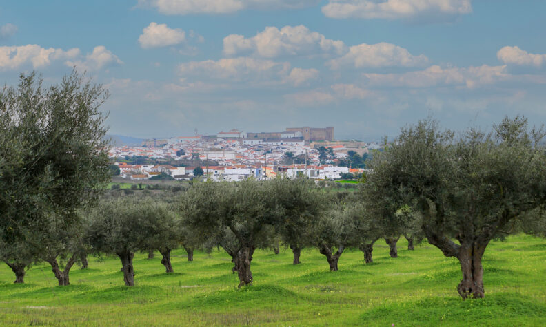 Feira Nacional de Olivicultura volta a Campo Maior e traz Congresso Nacional do Azeite pela primeira vez